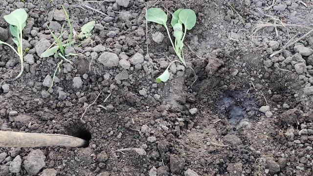 Экспериментальная посадка рассады капусты Высадка рассады капусты в открытый грунт Сельская Жизнь