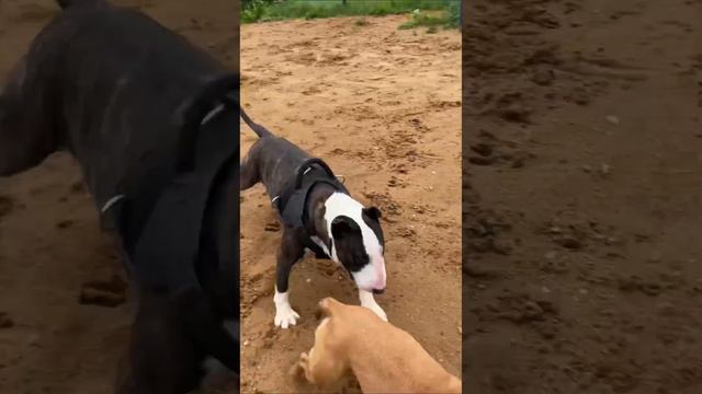Бультерьер Зевс!!!😍 #bullterrier #staffy #dogs #funnydogs #cutedogs #бультерьер #dog #puppy смотреть онлайн
