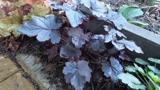 Гейхера Grape Expectation ⭐ Heuchera Grape Expectation