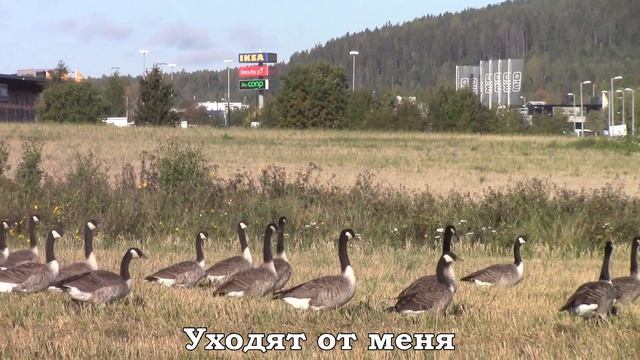 Дикие гуси. Канадская казарка || Wild Geese. Canada Goose
