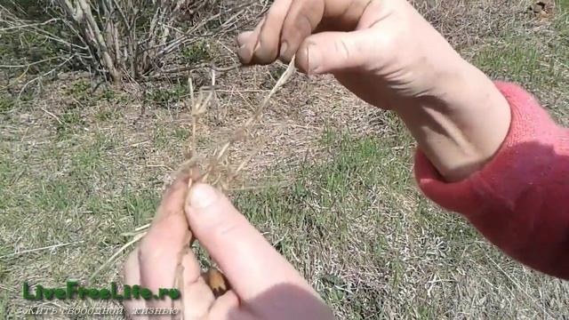 Пырей - целебные и пищевые свойства корней и травы смотреть онлайн