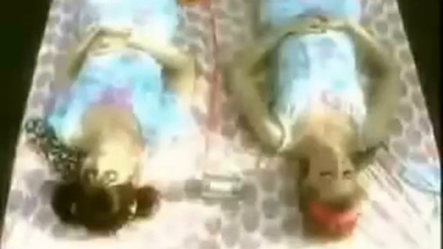 Strelitzia   -   Requiem