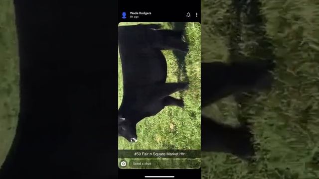 59 Fair N Square Market Heifer смотреть онлайн