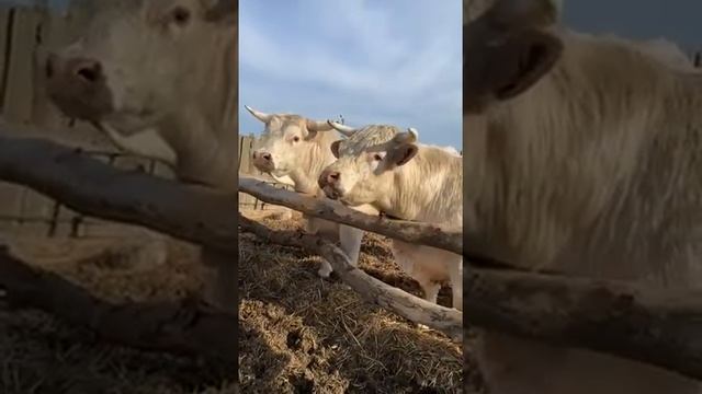 Шароле быки смотреть онлайн