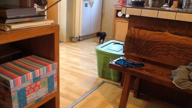 Sneaking Chihuahua. - she sneaks to the water dish. смотреть онлайн