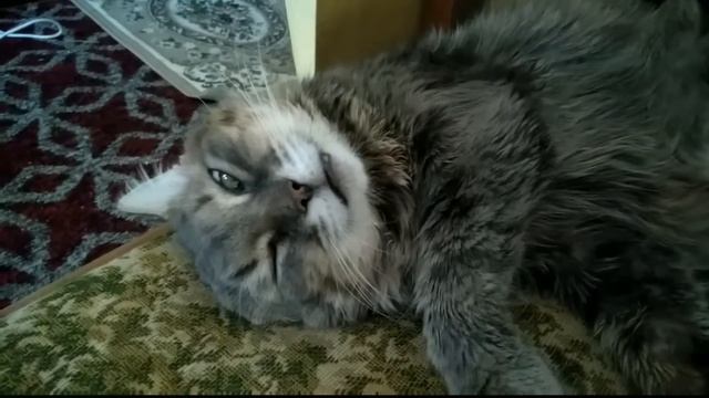 Котам тоже снятся сны смотреть онлайн