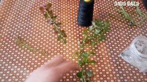 Посадка растений в аквариум! Как укоренить растения в аквариуме чтоб они не всплывали!!