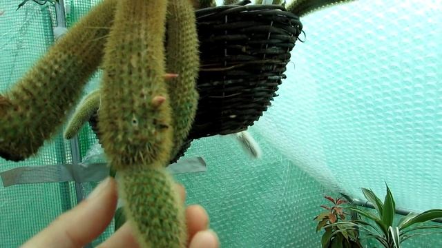 My Cleistocactus winteri ' Golden Rat's Tail Cactus' re blooming смотреть онлайн