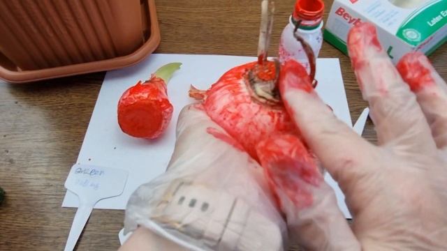 продолжение обработки половинки луковицы и посадка смотреть онлайн