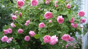 Роза Луис Одьер (Louise Odier) — что это за сортовая культура