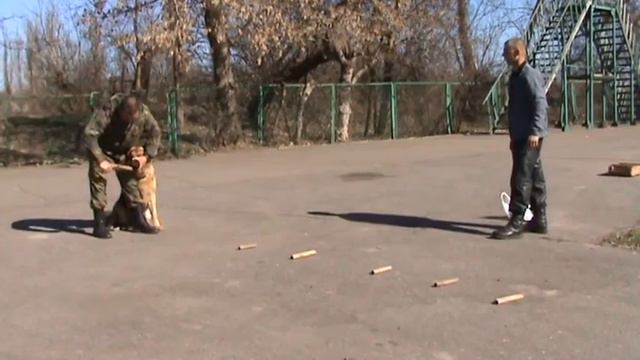 Овчарка Рей на выборке в кинологическом центре г. Херсон смотреть онлайн