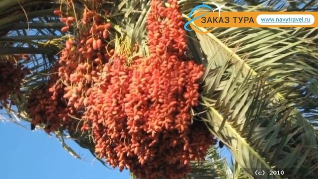 ZAHABIA HOTEL & BEACH RESORT (старое название ZAHABIA VILLAGE) 3* отзывы смотреть онлайн