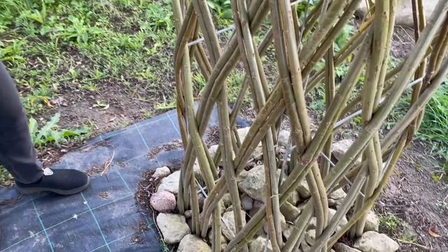 Русская ива. Живая беседка из ивы спустя год. смотреть онлайн