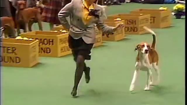 American Foxhound - AKC Dog Breed Series смотреть онлайн