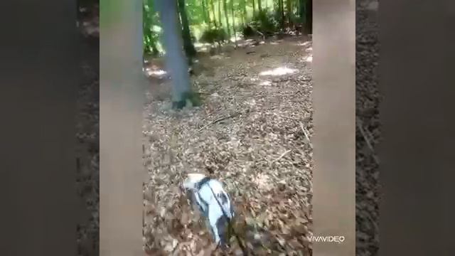 ЕЛОВЫЕ ПОБЕГИ /при ЛЕГОЧНЫХ заболеваниях... смотреть онлайн