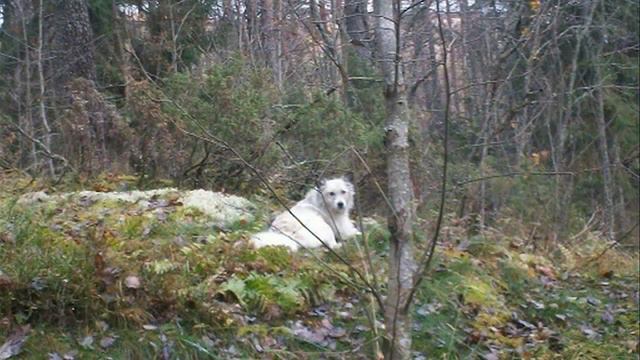 Моя Карелия. путешествие. природа.