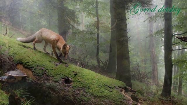 Природоведение. Животные сообщества смотреть онлайн