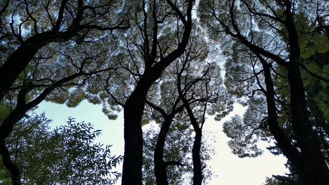 Золотая осень в Ботаническом саду Академгородок 4k смотреть онлайн