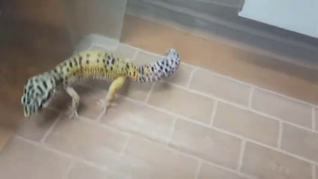 Блокбастер от создателей Парка Юрского Периода! Эублефар против полоза! Динозавр Горошек! :-) смотреть онлайн