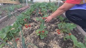 ЧУДО ЯГОДА - земляника (клубника) АЛЬБИОН, раннеспелый ЧЕМПИОН