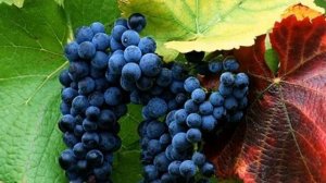 Виноград Загадка Шарова