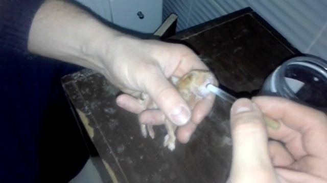 КРОЛИКИ. КОРМИМ КРОЛЬЧАТ ИЗ ПИПЕТКИ смотреть онлайн