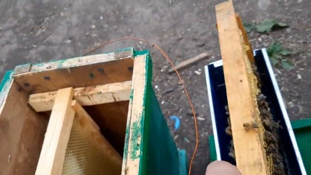 Вывод маток для собственных нужд .Часть 3.Изолируем маток и даем прививочные рамки с личинкой . смотреть онлайн