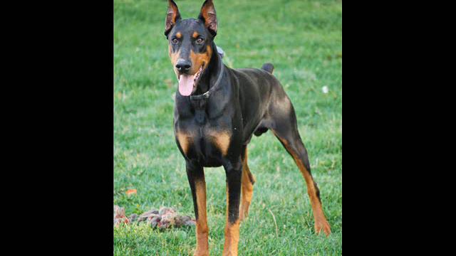 Lick My Doberman's Cock смотреть онлайн