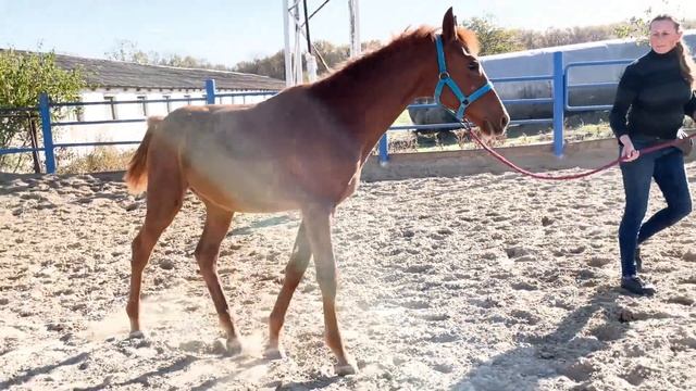 Продажа Англо-арабский жеребчик 2023 г. БАЛТИК - ЭКБАТАНА ЦЕНА по тел +79883400208 Telegram WhatsAp
