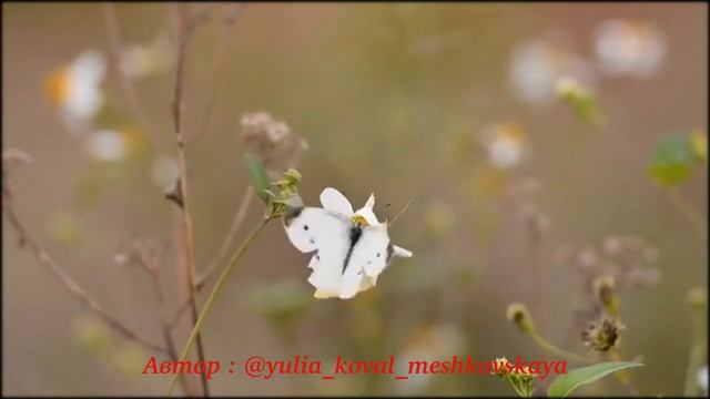 ВЕСНА ПРИШЛА!!!Вдохновляющее стихотворение:"Весна приходит с запахом тюльпанов." смотреть онлайн
