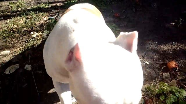 Собака/dog смотреть онлайн