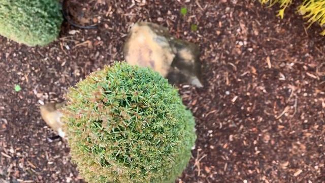 Juniperus communis 'Compressa' Dwarf Common Juniper January 31, 2020 смотреть онлайн