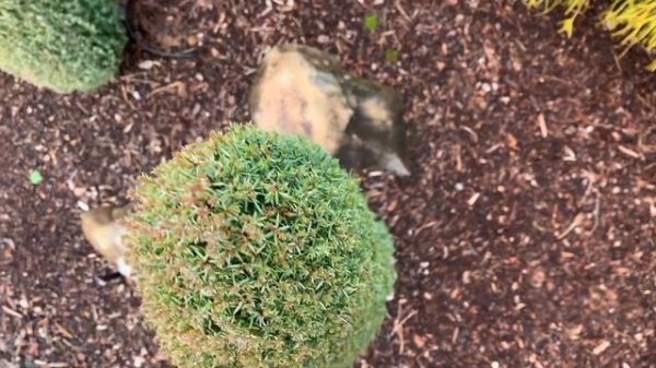 Juniperus communis 'Compressa' Dwarf Common Juniper January 31, 2020