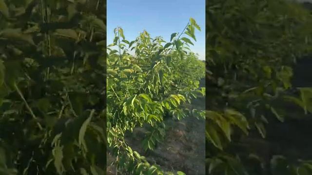 Летняя обрезка черешни Астрахань 21.06.2021 смотреть онлайн