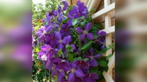 ❀ Лучшие сорта клематисов для средней полосы и Подмосковья