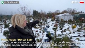 Darob| Редкие хвойные миниатюры| Частная коллекция