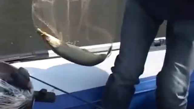 Ловля щуки на спиннинг ультралайт на силиконовые приманки смотреть онлайн