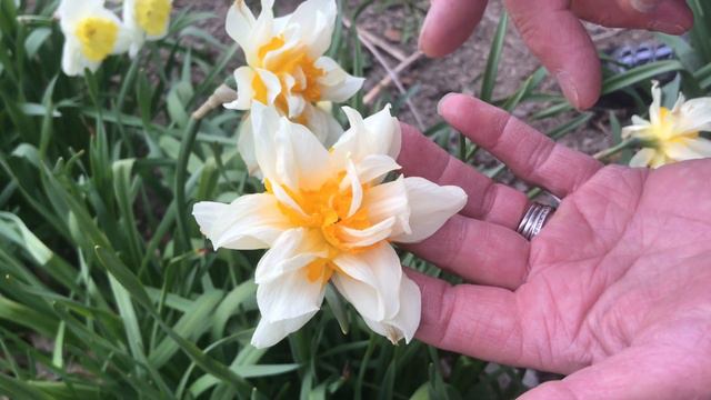 One Of The 1st Double Daffodils – Yellow Cheerfulness, How To Plant & Nurture This Landmark Heirloo