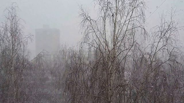 31 марта и снег снежище и снегирь самец и самка дежурят у кормушки