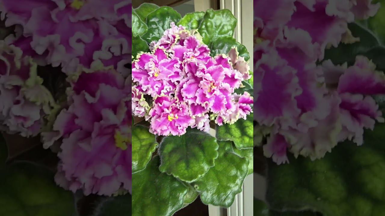 АВ-Богемная Рапсодия. Кухня Фиалки . fialki.of.by смотреть онлайн