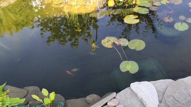 Розы из "подворье" и питомник роз в Никитском. Бурманская кошка. саженцы роз смотреть онлайн