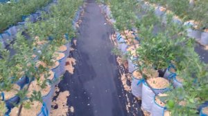 Голубика в горшках - один из важных минусов