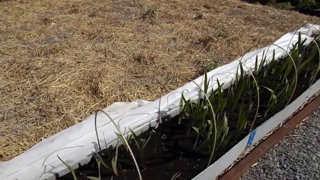 Гладиолусы в высокой грядке на 8 июня 2020 г. смотреть онлайн