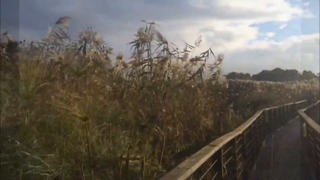 Перелетные птицы в Израиле. Заповедник Эмек Хула (Hula Nature Reserve) | Израиль в декабре смотреть онлайн