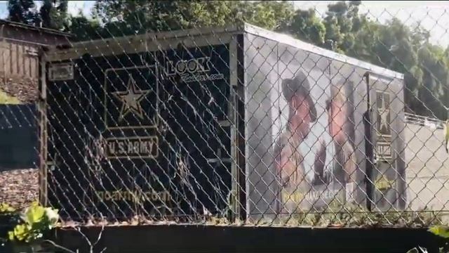 Мимоза или Персидское Шёлковое дерево: Акация Альбиция Ленкоранская. смотреть онлайн