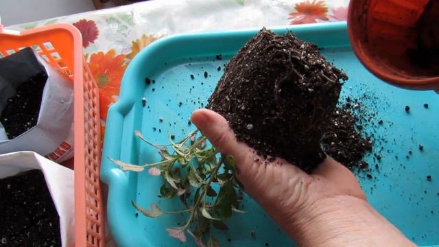 Сладкое сердце Шерри в молочных пакетах . смотреть онлайн