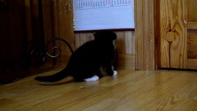 Черно-белый котенок 1 месяц. Маленькое чудо. смотреть онлайн