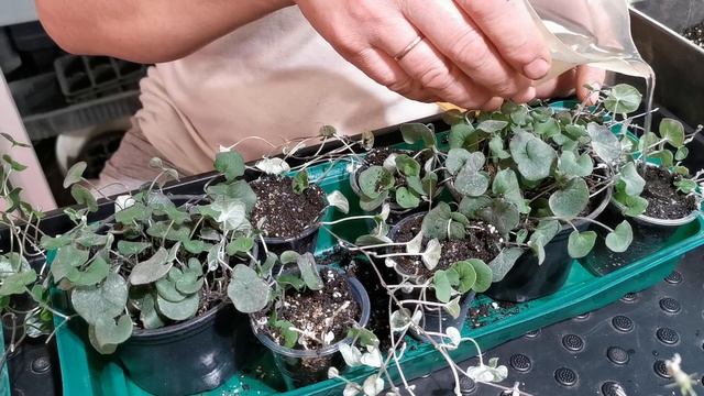 [Цветы] Размножение Дихондры. смотреть онлайн