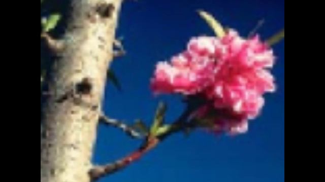 Baleni Черешневое дерево - Ольга Феофанова (гитара, дудук) смотреть онлайн