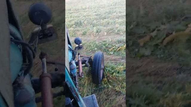Трактор т 40 и Польская косилка виракс смотреть онлайн
